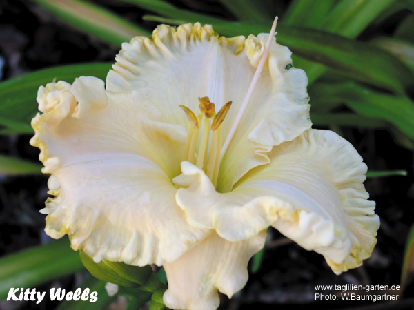 catalog/images/startseite/Kitty Wells.jpg